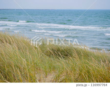 Grass growing on coastal sand dunes in Skagen, Denmark. Plant Ammophila Arenaria on a dune at the background of Baltic sea 116997764