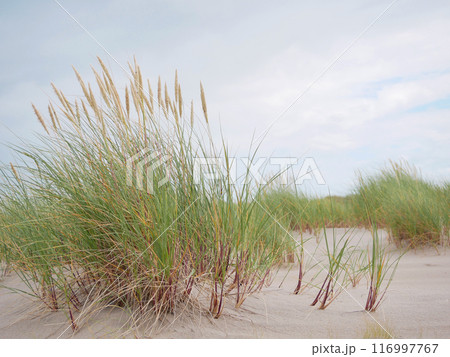 Grass growing on coastal sand dunes in Skagen, Denmark. Plant Ammophila Arenaria on a dune near the Baltic and North sea Grass growing on coastal sand dunes in Skagen, Denmark. Plant Ammophila Arenaria on a dune near the Baltic and North sea 116997767