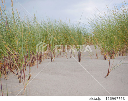 Grass growing on coastal sand dunes in Skagen, Denmark. Plant Ammophila Arenaria on a dune near the Baltic and North sea. Close up photo Grass growing on coastal sand dunes in Skagen, Denmark. Plant Ammophila Arenaria on a dune near the Baltic and North sea. Close up photo 116997768