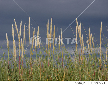 Grass growing on coastal sand dunes in Skagen, Denmark. Plant Ammophila Arenaria on a dune on the Baltic beach at the background of gloomy sky with dark rainy clouds 116997771