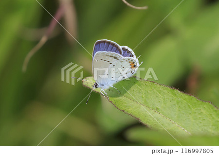 仏沼の野草に止まるツバメシジミ 116997805