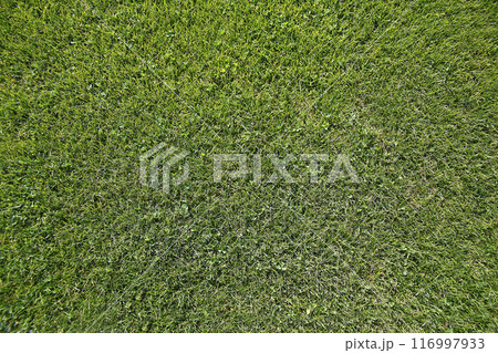 Green field from above 116997933