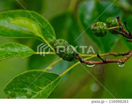 カバノキ科ハンノキの球果 116998261