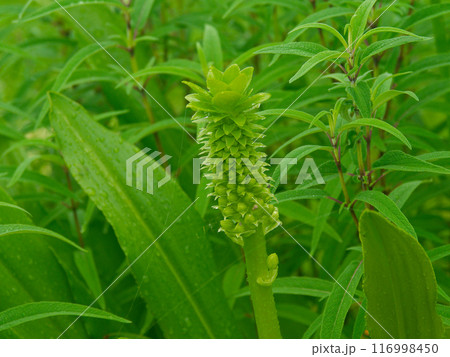 ヒアシンス科パイナップルリリーの花茎 116998450