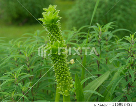 ヒアシンス科パイナップルリリーの花茎 116998455