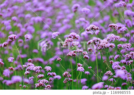 バーベナにとまる蝶 あわじ花さじき バーベナにとまる蝶 あわじ花さじき 116998555