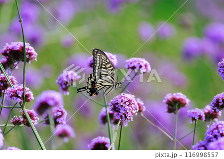 バーベナにとまる蝶 あわじ花さじき バーベナにとまる蝶 あわじ花さじき 116998557