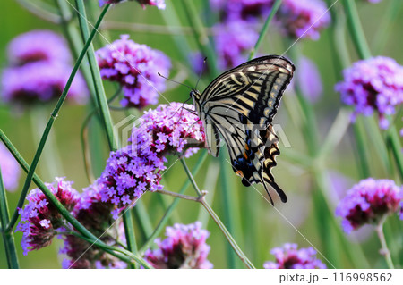 バーベナにとまる蝶 あわじ花さじき バーベナにとまる蝶 あわじ花さじき 116998562