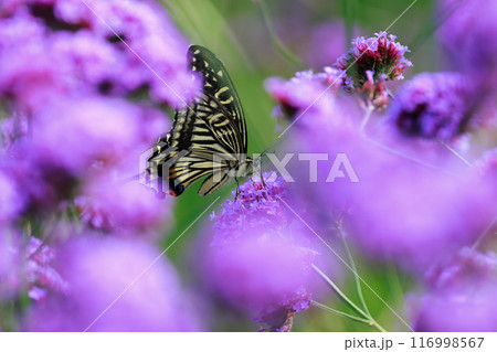 バーベナにとまる蝶 あわじ花さじき バーベナにとまる蝶 あわじ花さじき 116998567