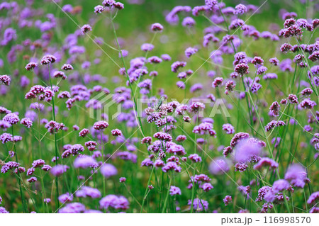 バーベナにとまる蝶　あわじ花さじき 116998570