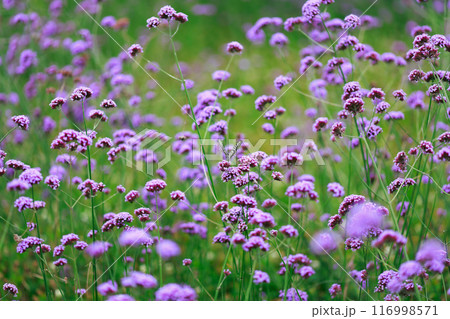 バーベナにとまる蝶 あわじ花さじき バーベナにとまる蝶 あわじ花さじき 116998571