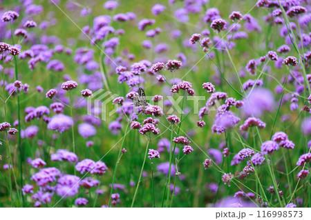 バーベナにとまる蝶　あわじ花さじき 116998573