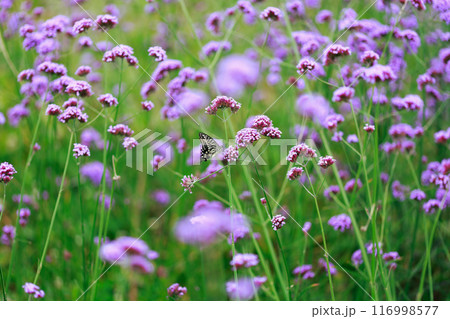 バーベナにとまる蝶 あわじ花さじき バーベナにとまる蝶 あわじ花さじき 116998577