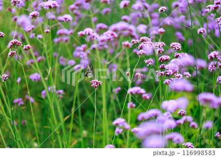 バーベナにとまる蝶　あわじ花さじき 116998583