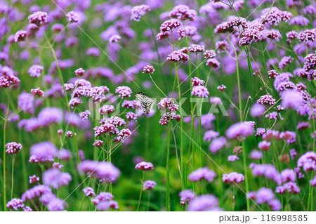 バーベナにとまる蝶　あわじ花さじき 116998585