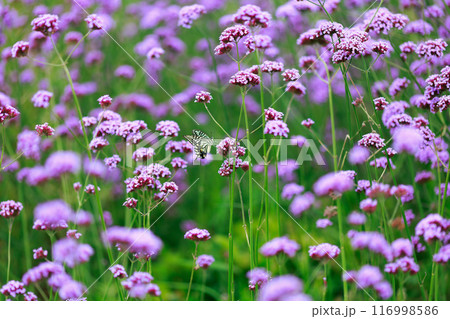 バーベナにとまる蝶 あわじ花さじき バーベナにとまる蝶 あわじ花さじき 116998586