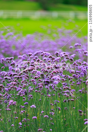 バーベナ あわじ花さじき バーベナ あわじ花さじき 116998605