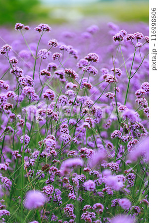 バーベナ あわじ花さじき 116998606