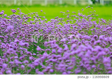 バーベナ あわじ花さじき バーベナ あわじ花さじき 116998609
