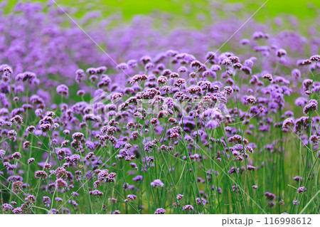 バーベナ あわじ花さじき 116998612