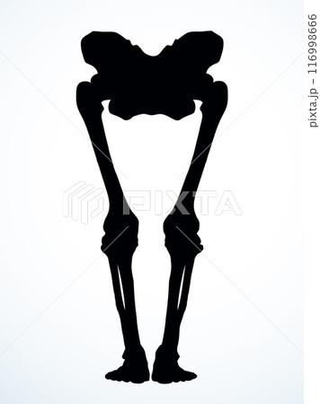 Vector drawing. Bones of the leg 116998666