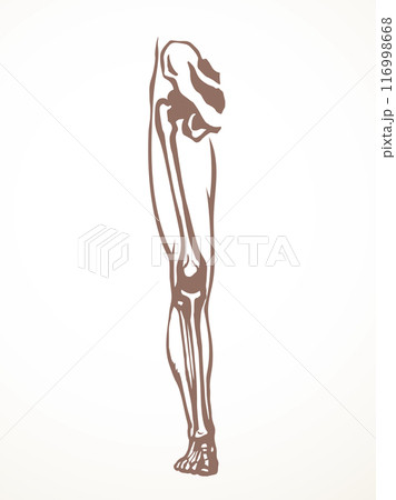 Vector drawing. Bones of the leg Vector drawing. Bones of the leg 116998668