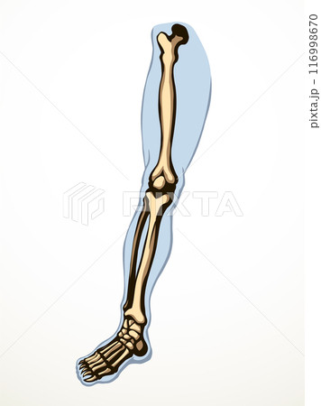 Vector drawing. Bones of the leg 116998670