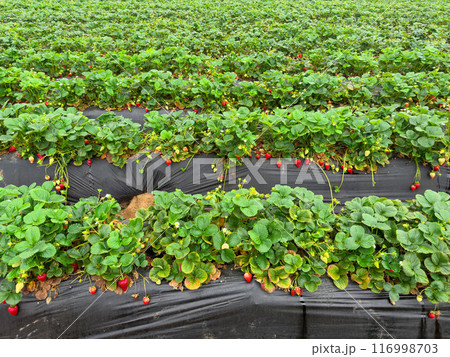 Strawberry picking in strawberry field on fruit farm.  116998703