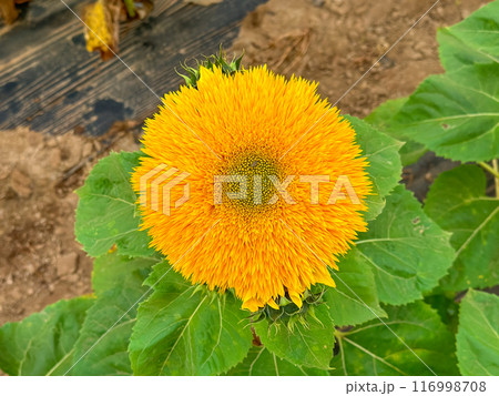 Blooming sunflower farm field, big bright yellow sunflower, agriculture concept harvest 116998708