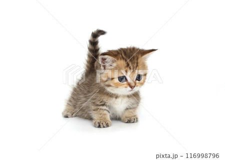 Scottish kitten with short paws Scottish kitten with short paws 116998796