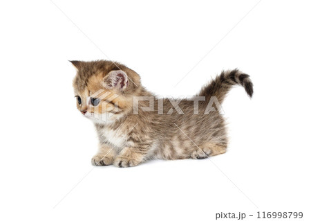 Scottish kitten with short paws, side view. Scottish kitten with short paws, side view. 116998799
