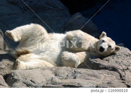 岩に寝そべるホッキョクグマ③ 岩に寝そべるホッキョクグマ③ 116998810