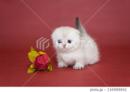 Small white Scottish fold kitten and flower Small white Scottish fold kitten and flower 116998842