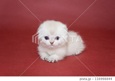 Small white Scottish fold kitten Small white Scottish fold kitten 116998844
