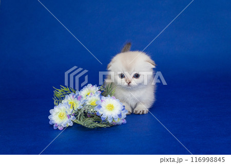 Small white Scottish fold kitten and flower Small white Scottish fold kitten and flower 116998845