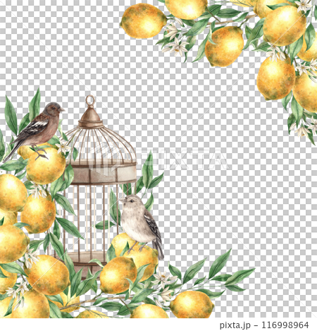 Frame of yellow lemons, leaves, flowers, birds and metal copper cage. Isolated watercolor illustration in vintage style. Handmade composition for decoration of cards, wedding design, invitations Frame of yellow lemons, leaves, flowers, birds and metal copper cage. Isolated watercolor illustration in vintage style. Handmade composition for decoration of cards, wedding design, invitations 116998964