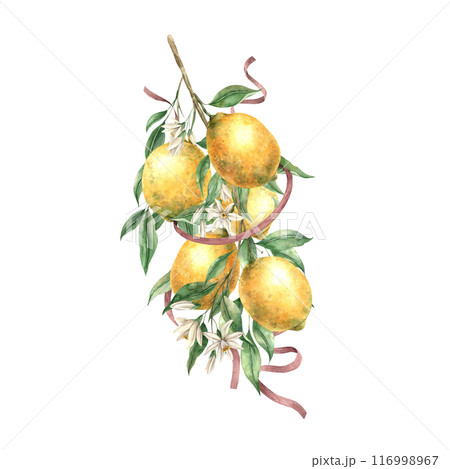 Branch with yellow lemons, green leaves, white flowers and silk ribbons. Isolated watercolor illustration in vintage style. Handmade composition for decorating cards, wedding design, invitations 116998967