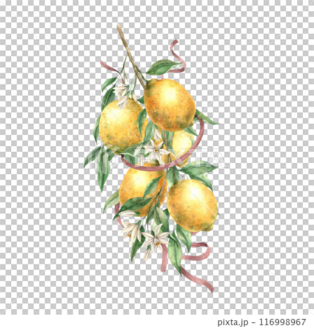 Branch with yellow lemons, green leaves, white flowers and silk ribbons. Isolated watercolor illustration in vintage style. Handmade composition for decorating cards, wedding design, invitations 116998967