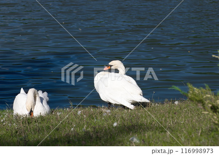 white swans on the lake shore on the green grass clean their feathers white swans on the lake shore on the green grass clean their feathers 116998973