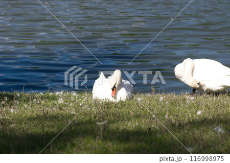 white swans on the lake shore on the green grass clean their feathers white swans on the lake shore on the green grass clean their feathers 116998975