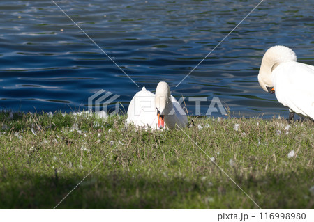 white swans on the lake shore on the green grass clean their feathers 116998980