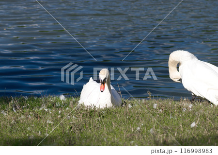 white swans on the lake shore on the green grass clean their feathers 116998983
