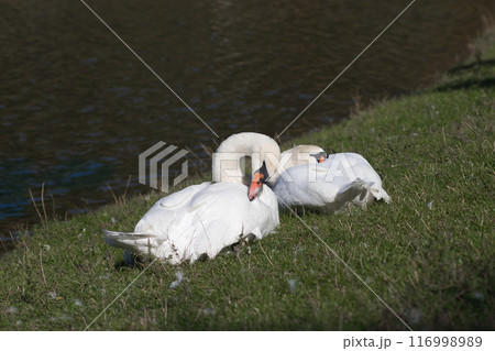 white swans on the lake shore on the green grass clean their feathers 116998989