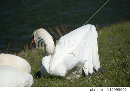 white swans on the lake shore on the green grass clean their feathers white swans on the lake shore on the green grass clean their feathers 116999001