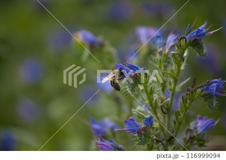 small purple flowers on a green background and red insects on them 116999094