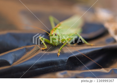 green large grasshopper closeup on black background 116999167