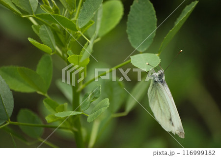 on green leaves a beautiful butterfly with large white-green wings 116999182