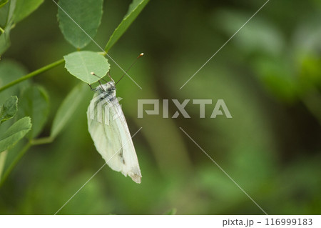 on green leaves a beautiful butterfly with large white-green wings on green leaves a beautiful butterfly with large white-green wings 116999183