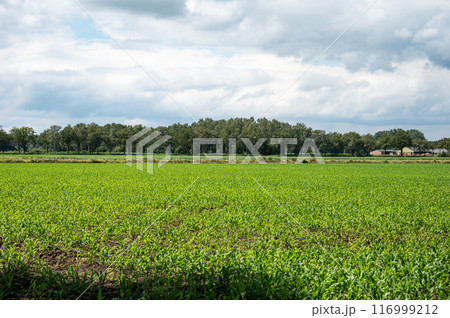 Green fields of young growing corn at the Dutch Belgian border around Hamont Achel, Limburg, Belgium 116999212