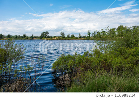 View over natural pond and green heather at the Groote Hiede nature reserve, Valkenswaard, North Brabant, The Netherlands View over natural pond and green heather at the Groote Hiede nature reserve, Valkenswaard, North Brabant, The Netherlands 116999214